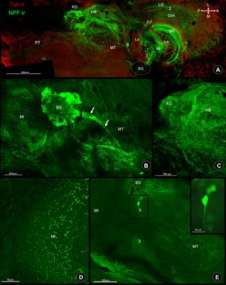 Discovery of a hidden form of neuropeptide F and its presence throughout the CNS–gut axis in the mud crab, Scylla olivacea